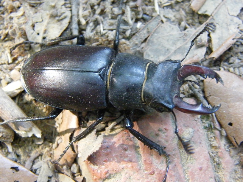 Lucanus cervus